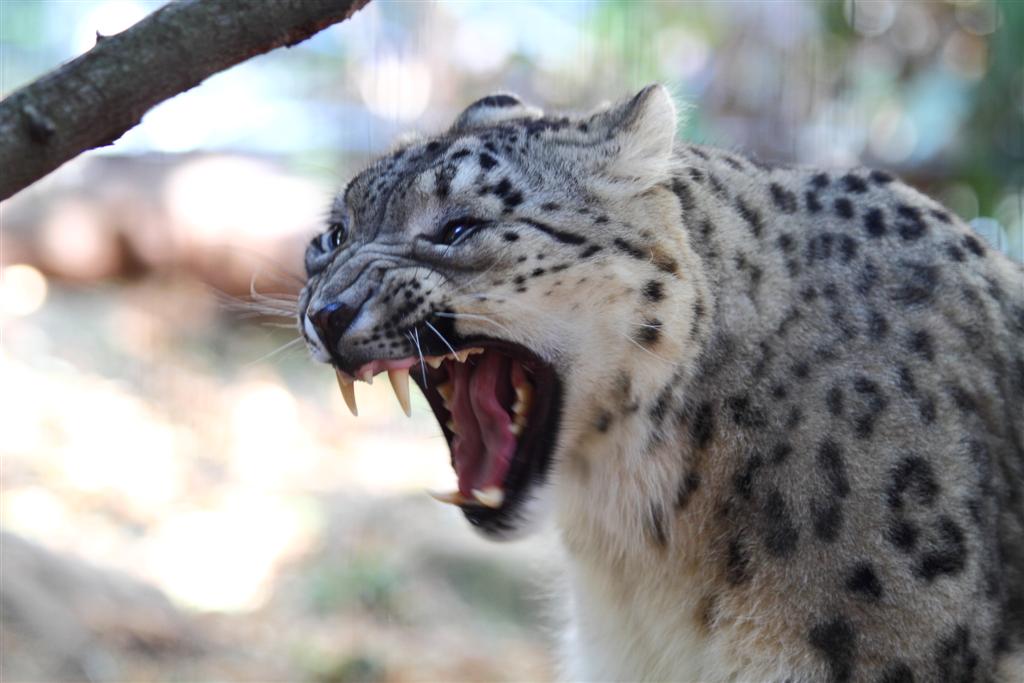 Snow Leopard -Taronga Zoo-8a